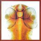 Roger Eno & Lol Hammond - Damage