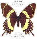 Sophie Zelmani - Decade Of Dreams - Digipack