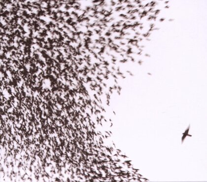 Wilco - Sky Blue Sky