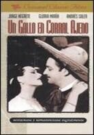 Un gallo en Corral Ajeno