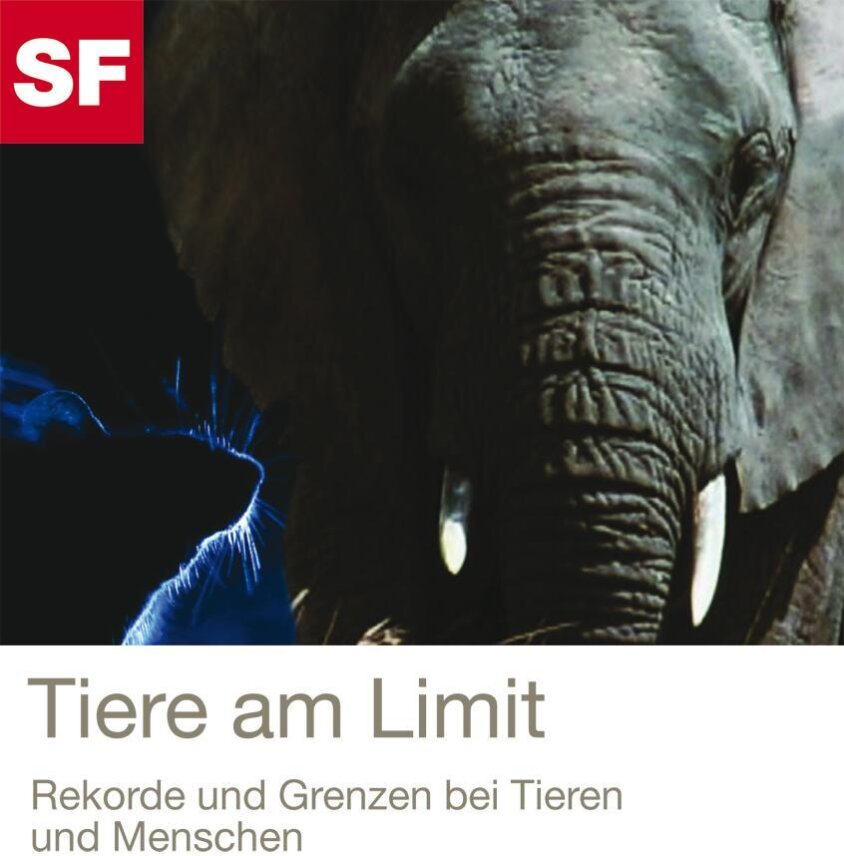 Tiere am Limit
