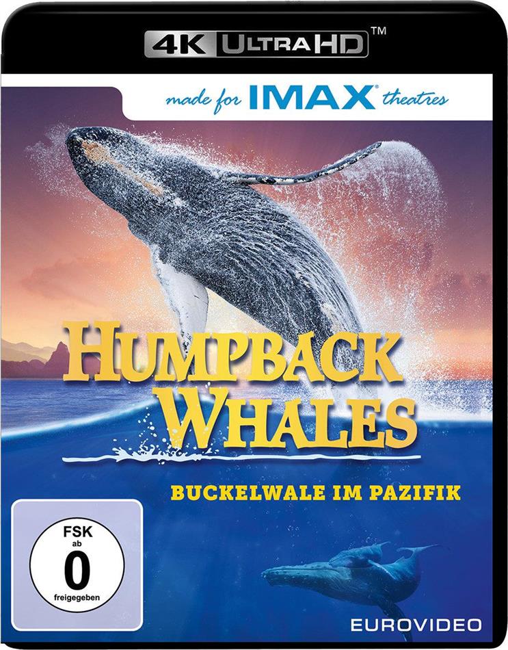 Humpback Whales Imax