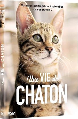 Une vie de chaton