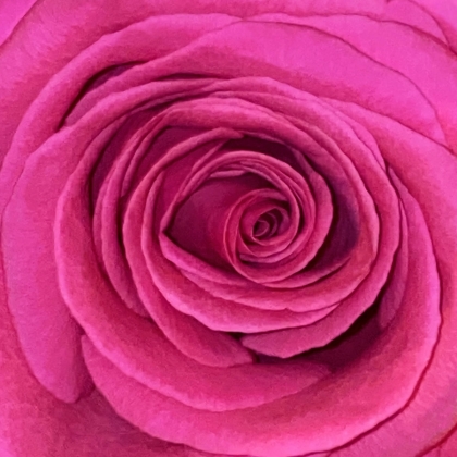 Bilderbuch - Gelb Ist Das Feld