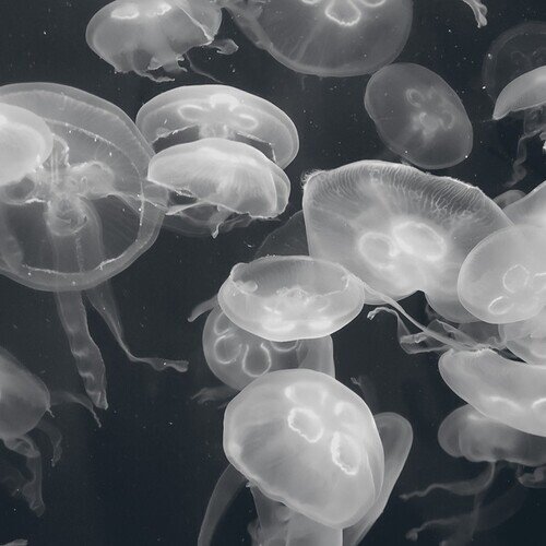 Brad E Rose - Annular Silhouettes