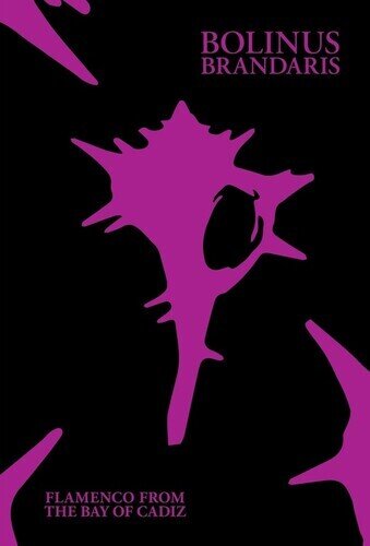 Bolinus Brandaris: Flamenco From The Bay Of